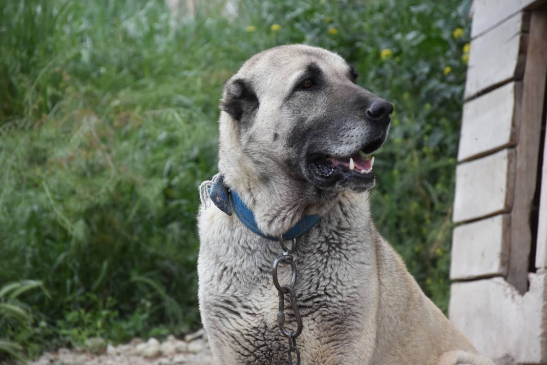 İklim krizi Kangal köpeklerini de etkiledi: Doğum oranı yüzde 50 düştü 3